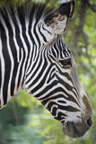 Fototapeta Konie - Side of a zebra