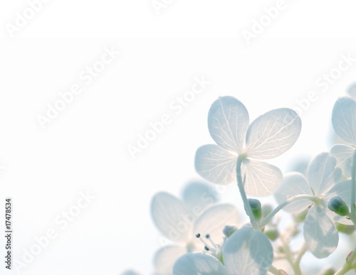 Abstract Hydrangea Flowers