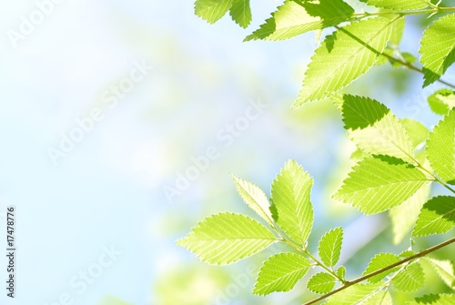 Abstract Leaves Backgrounds