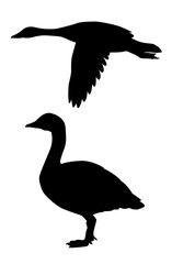 Wall Mural - silhouette goose on white background