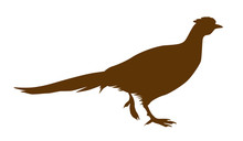 Illustration Of The Pheasant On White Background