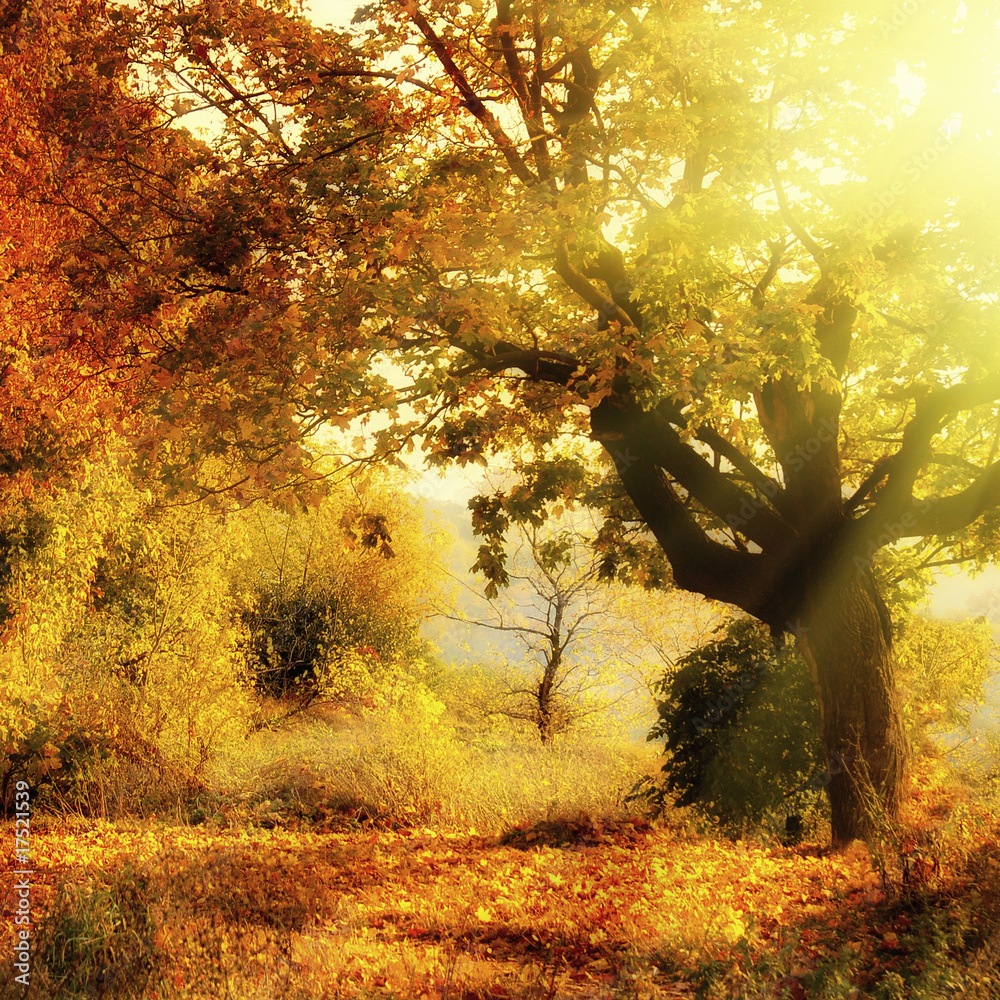 Foto-Schiebegardine ohne Schienensystem - autumn forest with sun beam