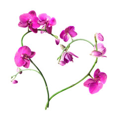 heart from pink orchids isolated on white