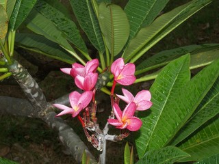 Gardens of Thailand, flowers of island Phuket 5