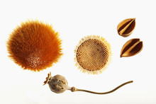 Autumn Seeds And Pods