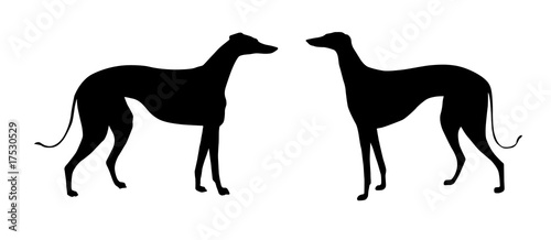 Cuadros en Lienzo illustration greyhound on white background