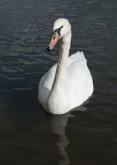 The Swan