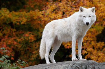 arctic wolf looking at the camera on a fall day