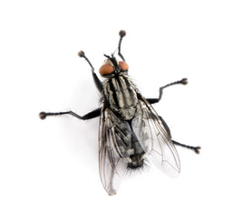 Wall Mural - Flesh fly in front of white background, studio shot