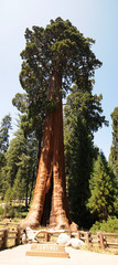 Wall Mural - Sequoia Nationalpark, California, USA