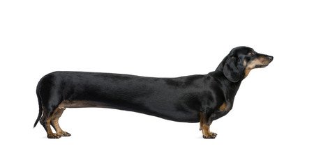 Wall Mural - Long Dachshund, standing in front of white background