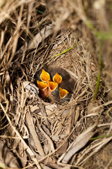 Poster - Bluethroat (Luscinia svecica)