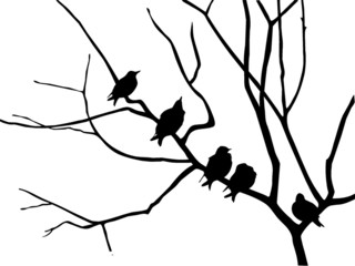 Poster - silhouette starling on branch tree