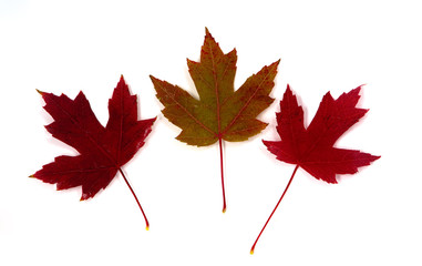 Wall Mural - Fall Color Leaves