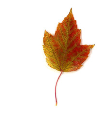 Wall Mural - Fall Color Leaves