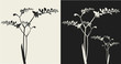 Duotone vector illustration of freesia blossom