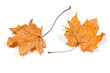 dead maple leaves