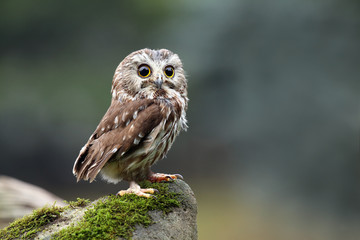 northern saw-whet owl