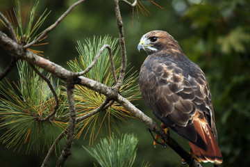 Wall Mural - Red-Tailed Hawk