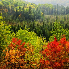 Wall Mural - Fall forest rain storm