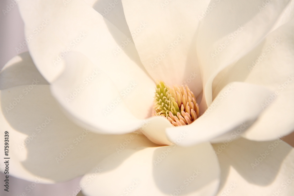 White magnolia flowers - obrazy, fototapety, plakaty 