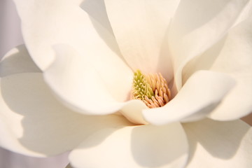 White magnolia flowers