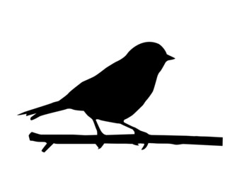 Wall Mural - silhouette of the small bird on branch