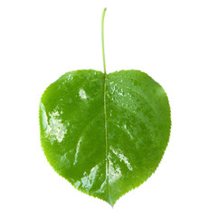 Canvas Print - Green leaf at the white background.