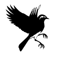 Wall Mural - silhouette of the small bird on white background