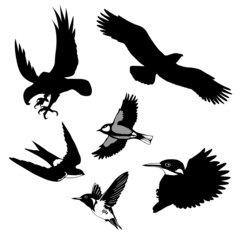 Canvas Print - illustration of the birds on white background