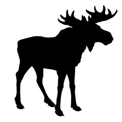 Wall Mural - silhouette moose on white background