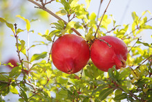 Two Ripe Pomegranates On A Branch