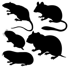 Wall Mural - silhouettes rodent on white background