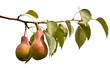 Branch with juicy pears