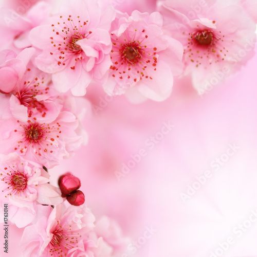 Soft spring cherry flowers background