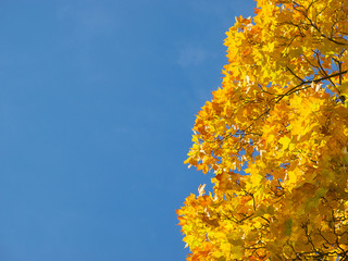 Wall Mural - Fall seasonal background