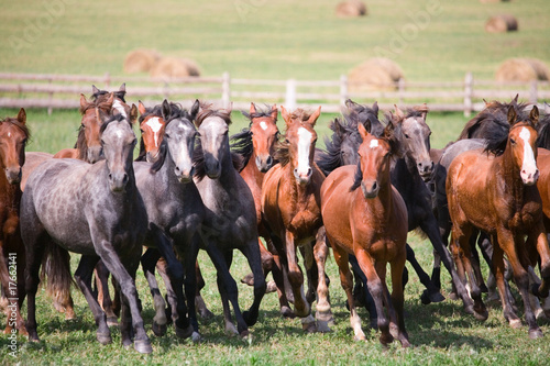 Fototapeta na wymiar A herd of young horses