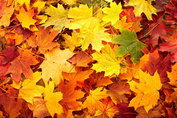 Wall Mural - background group autumn orange leaf. nature.