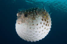 A Puffed Up Porcupinefish (Diodon Hystrix)