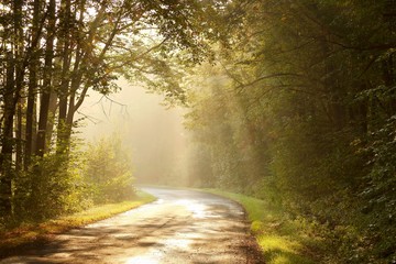 Rising sun falls into the misty forest in the colors of autumn