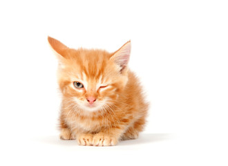 Poster - Yellow kitten winking on white