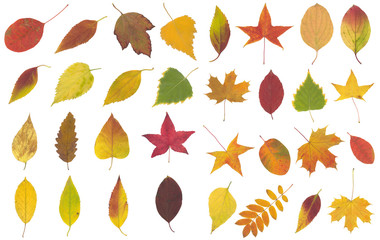 Wall Mural - yellow, green and brown autumn leaf isolated on white