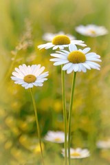 Fotomurales - Daisies on a meadow at sunset in the summertime