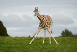 Fototapeta Zwierzęta - giraffe