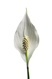 peace lilly