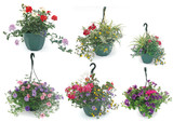 Fototapeta  - suspension florale