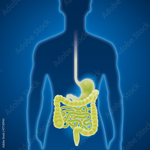 Magen, Darm, Magenmedizin, Untersuchung Stock-Vektorgrafik | Adobe Stock