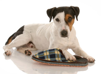 playful dog - jack russel terrier with favorite slipper