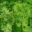 Green grunge background vector