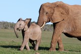 Fototapeta Konie - Elephant and Baby